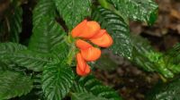 Pesquisadores encontram flor tropical rara no Equador tida como extinta há 36 anos