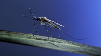 Timothy C. Winegard, autor do livro "O Mosquito", fala sobre impactos das doenças transmitidas por mosquitos para a saúde global