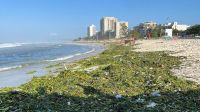 Toneladas de gigogas tomam praia da Barra da Tijuca após rompimento de ecobarreira