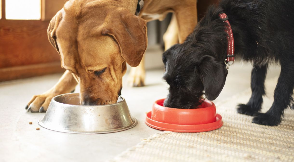 Diretrizes sobre como os donos devem lidar com segurança com alimentos e as tigelas dos animais de estimação são limitadas