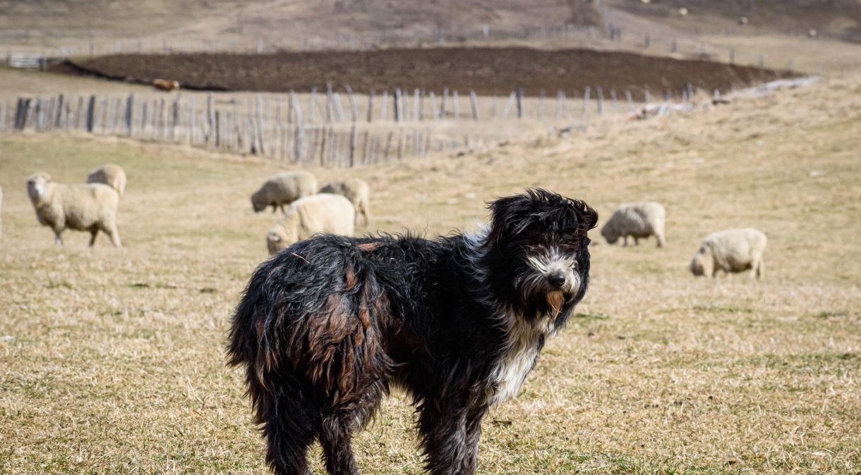 Pesquisadores apontam que raça de cães que vive na Patagônia é espécie viva mais próxima de cães pastores originais