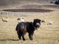 Estudo aponta que raça rara na Patagônia é parente mais próximo de cães pastores originais