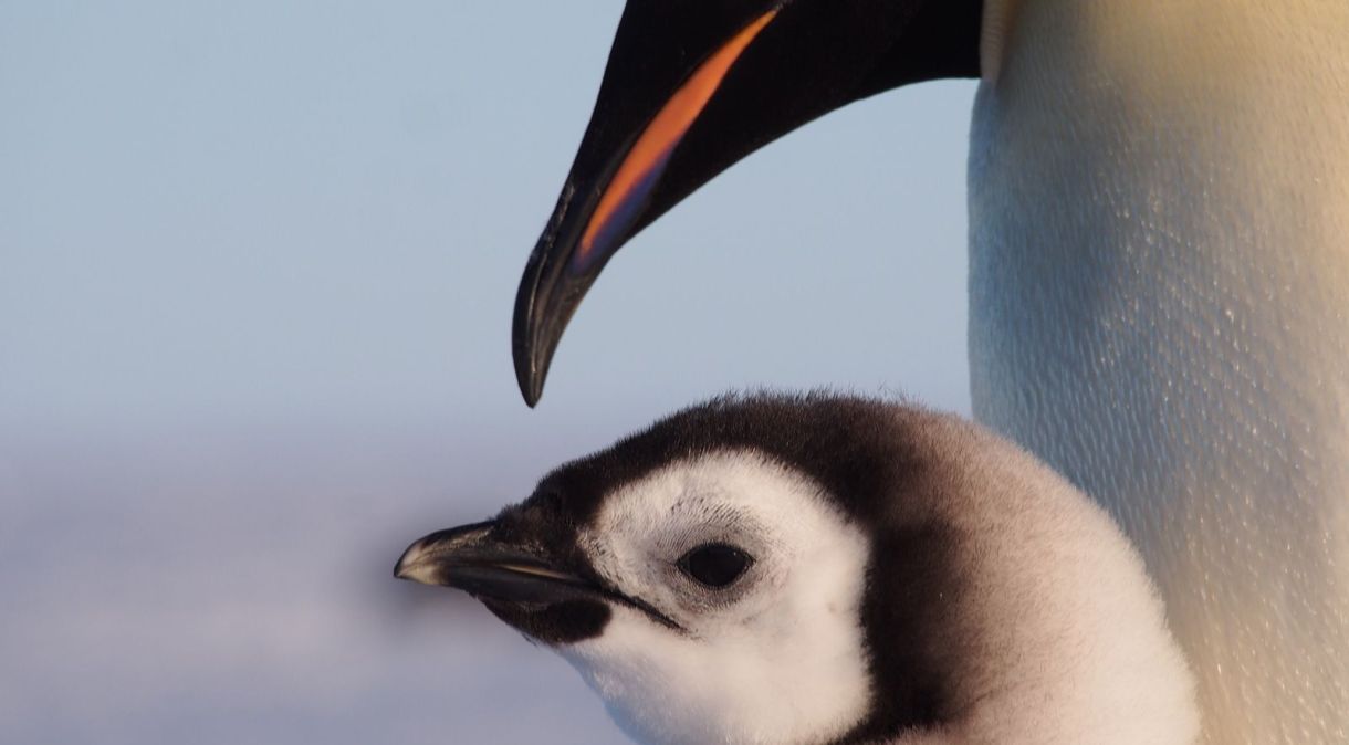 Filhote de pinguim-imperador ao lado de pinguim adulto para se alimentar