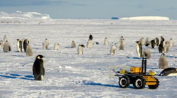 Robô "ECHO" monitora a população de pinguins-imperadores, o que os ajuda a identificar mudanças na cadeia alimentar local