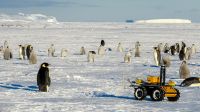 Robô ajuda ciência a entender impactos das mudanças climáticas em pinguins