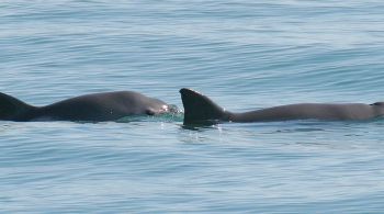 População de vaquitas está ameaçada de extinção; pesquisadores dizem, porém, que ainda é possível salvá-las 