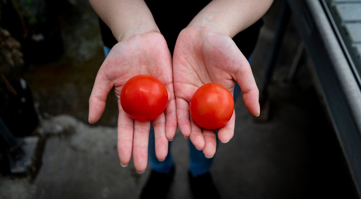 Um tomate editado por genes (esquerda) em comparação lado a lado com um tomate não modificado (direita).