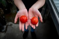 Cientistas desenvolvem tomate transgênico rico em vitamina D