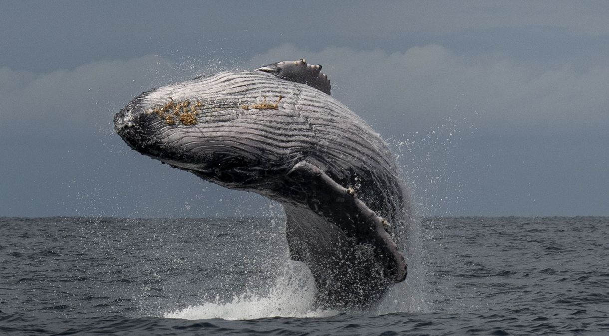Baleia Jubarte saltando no México