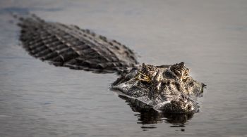 De acordo com autoridades da vida selvagem, caso aconteceu em um lago de retenção