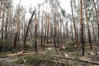 Meio ambiente da Ucrânia é outra vítima da guerra; danos poderão ser sentidos por décadas