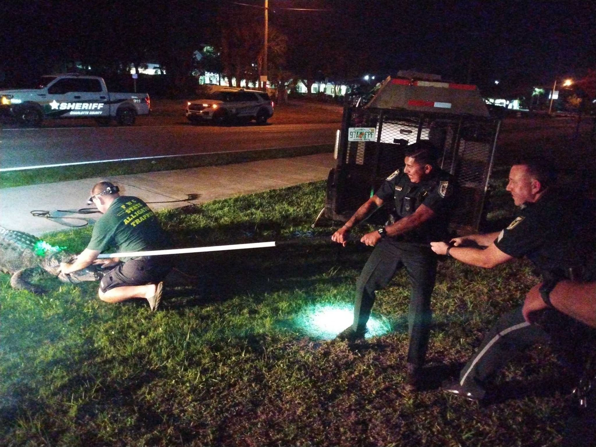 Policiais ajudam especialista a tirar jacaré de 250 kg e 3 metros de piscina na Flórida