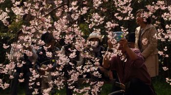 Em 2021, as flores de cerejeira na histórica cidade de Kyoto atingiram o pico em 26 de março