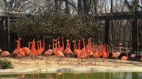 Zoológico nacional dos EUA afirma que raposa matou 25 de seus flamingos