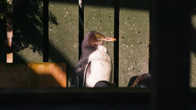 Animal normalmente fica no Penguin Place por cerca de duas semanas, para descansar, se recuperar e engordar antes de retornar à natureza.