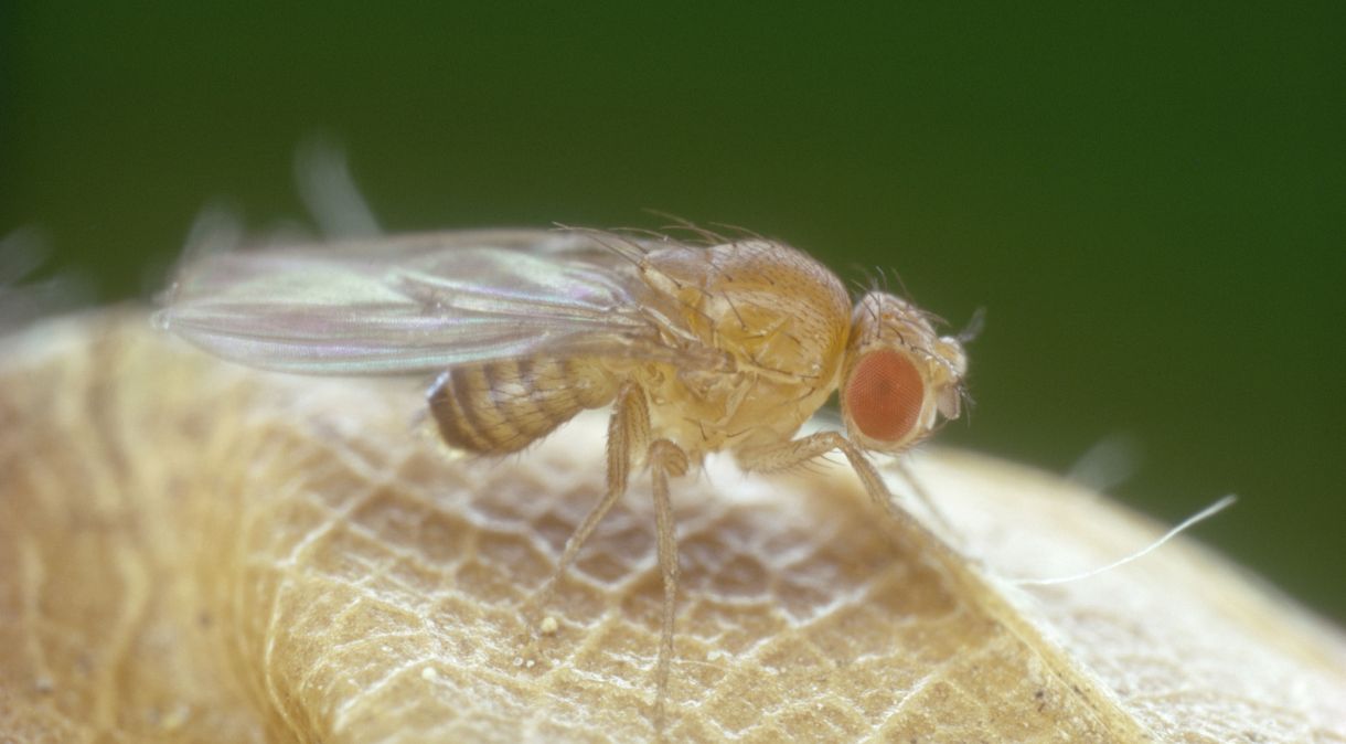 Estudo aponta que insetos da espécie Drosophila melanogaster mantêm relação de mutualismo com bactérias do gênero Wolbachia