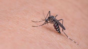Estado teve uma alta de mais de 25% nos casos de dengue