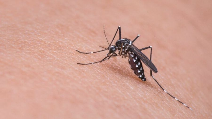 Mosquito transmissor da dengue, Aedes aegypti, procura águas limpas represadas para se proliferar