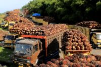 Indonésia licencia venda de 275 mil toneladas de óleo de palma desde fim de maio