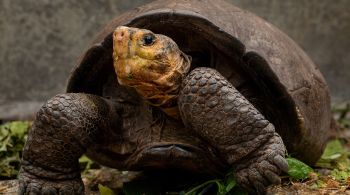 Animal foi visto em 2019 em uma ilha vulcânica isolada no Equador