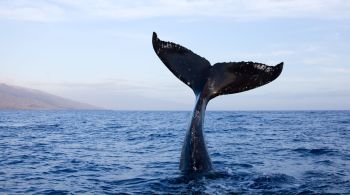 Última empresa baleeira da Islândia deve retomar atividades após quatro anos