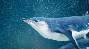 Evidências iniciais apontam que pequenos pinguins azuis podem ter morrido na Nova Zelândia por desnutrição em meio à dificuldade de achar alimento em águas mais quentes