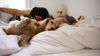 Especialistas explicam vantagens e desvantagens para os animais e seus donos de compartilhar o quarto — ou a cama