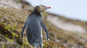 População da espécie pinguim-de-olho-amarelo diminuiu drasticamente, com apenas cerca de 3 mil deles ainda na natureza