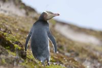 Conheça o centro de reabilitação para pinguins ameaçados da Nova Zelândia