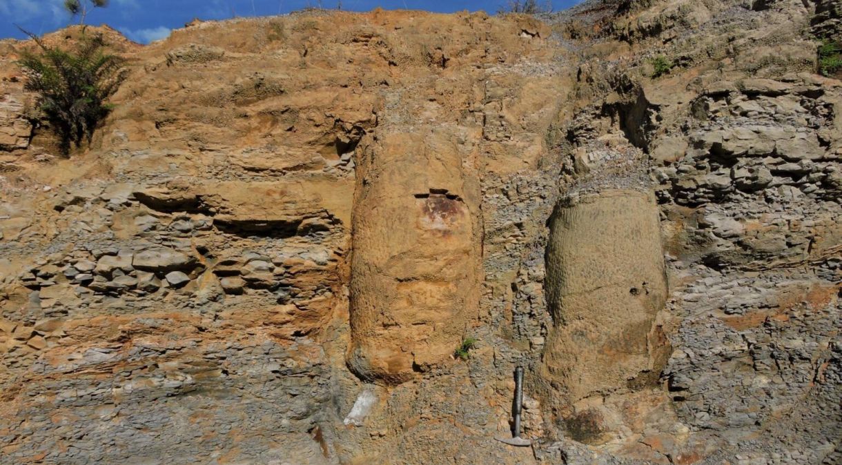 Floresta fossilizada de Ortigueira está "em posição de vida"
