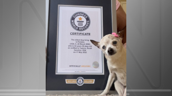 Pebbles, da raça Toy Fox Terrier, conquistou o recorde mundial em maio deste ano