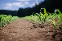 Pesquisadores atuam no desenvolvimento de pesticidas e fertilizantes sustentáveis