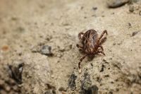 Doença de Lyme: entenda as características da condição