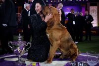 Bloodhound vence torneio tradicional de cães nos EUA; veja imagens dos ganhadores