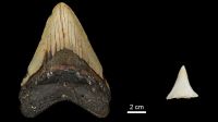 Tubarões-brancos podem ter colaborado na extinção do megalodonte, diz estudo