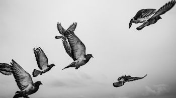 Dezenas de aves caíram misteriosamente do céu na cidade de São Paulo em 2019; pesquisadores identificaram a causa das mortes
