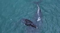 Baleia e filhote são vistos em Ubatuba, litoral de São Paulo