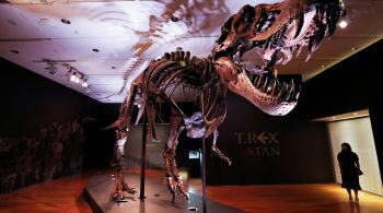 T. rex é a única espécie do gênero tiranossauro reconhecida desde que o dinossauro foi descrito pela primeira vez, em 1905