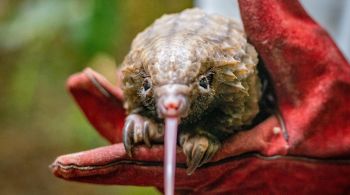 Entre 2014 e 2018, o número de carregamentos desses animais apreendidos globalmente aumentou dez vezes