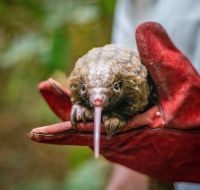 Santuário na Libéria resgata pangolins, mamíferos mais traficados do mundo