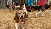 EUA: Quatro mil beagles serão resgatados de local de reprodução de cães