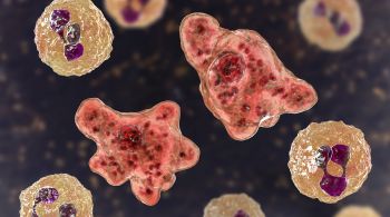 Relatos de mortes por Naegleria fowleri tornaram-se mais frequentes nos últimos anos