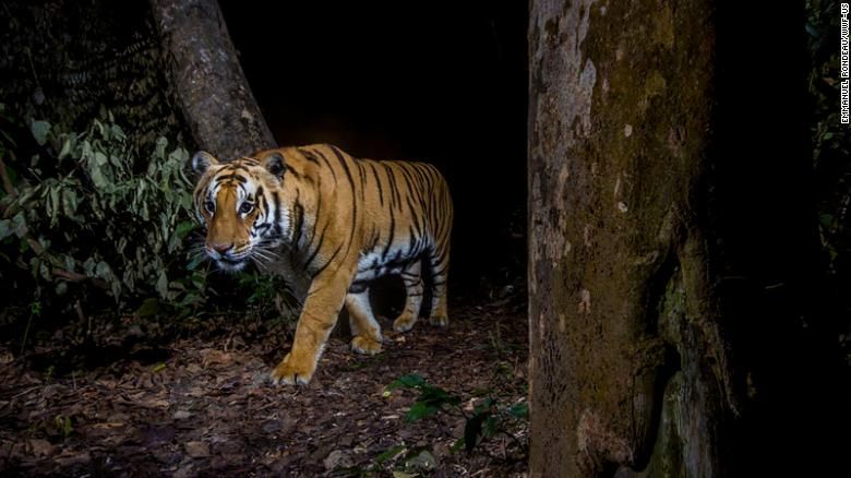 Um tigre no Parque Nacional de Bardia, no Nepal, é fotografado por uma câmera escondida acionada por movimento