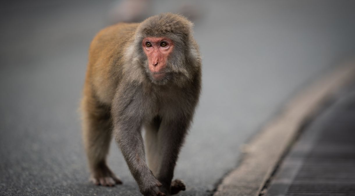 Autoridades acreditam que macaco que está realizando os ataques é da espécie macaco-japonês, mas a informação ainda não pôde ser confirmada