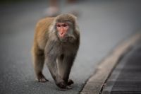 Cidade japonesa caça macaco selvagem após série de ataques