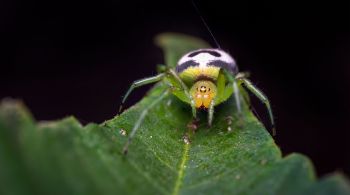 Fabricante de salgadinhos afirma que há uma estranha semelhança na aranha com seu logotipo em forma de bigode