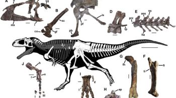 Criatura tinha 11 metros de comprimento, pesava mais de 4 toneladas e viveu na região da Patagônia Argentina