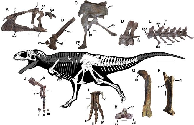 Reconstrução do esqueleto do M. gigas com os fósseis encontrados por paleontólogos na Patagônia Argentina