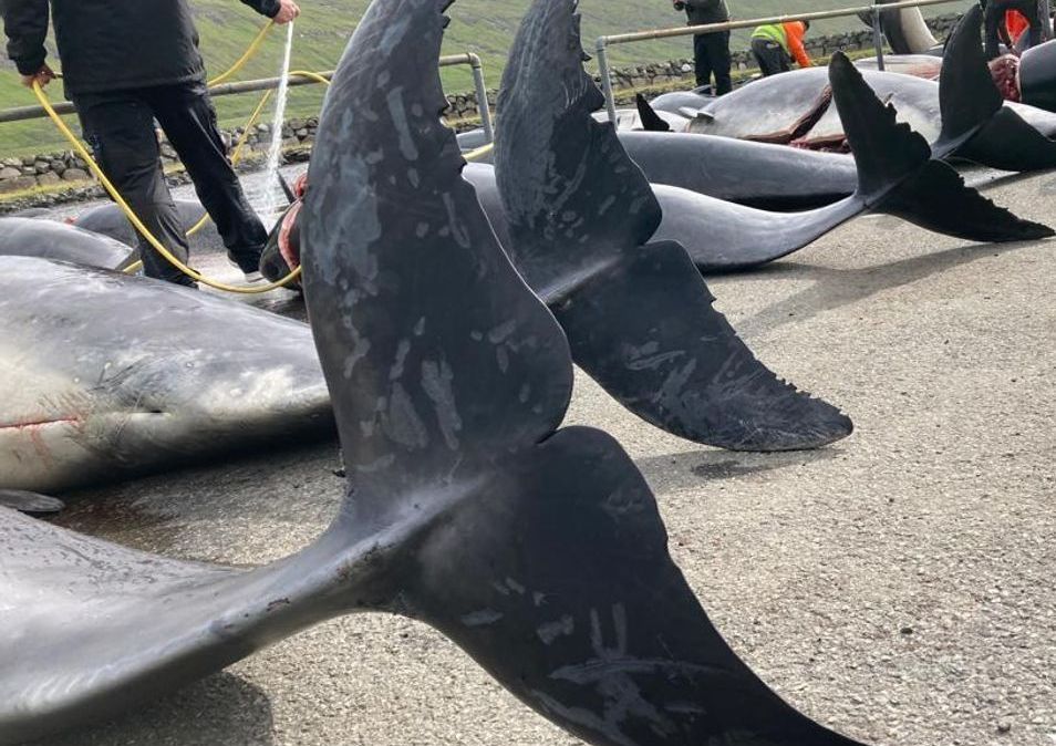 99 golfinhos foram mortos em caçada nas Ilhas Faroe