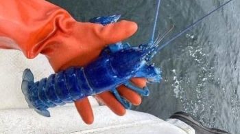Extremamente raras, lagostas azuis são uma a cada dois milhões, de acordo com o Lobster Institute